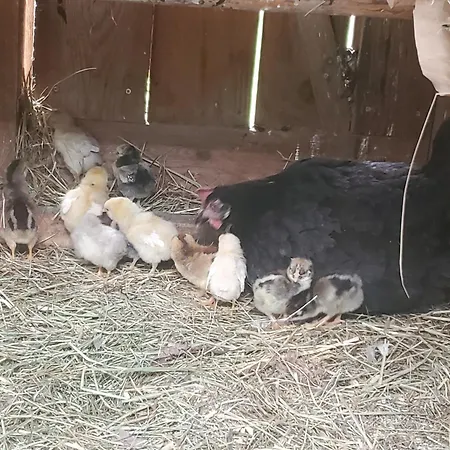 Daire Biohof Dimper - Huehnernest Saulgrub