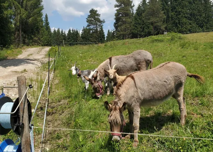 Biohof Dimper - Huehnernest Διαμέρισμα