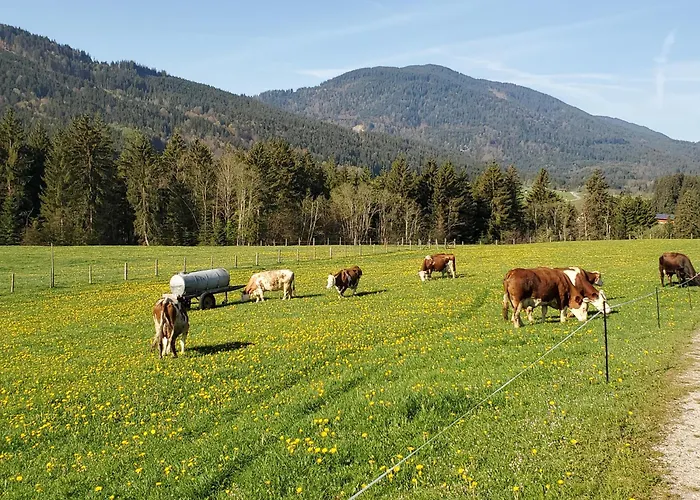 Biohof Dimper - Huehnernest * Saulgrub