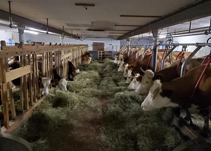 Biohof Dimper - Huehnernest Διαμέρισμα Saulgrub