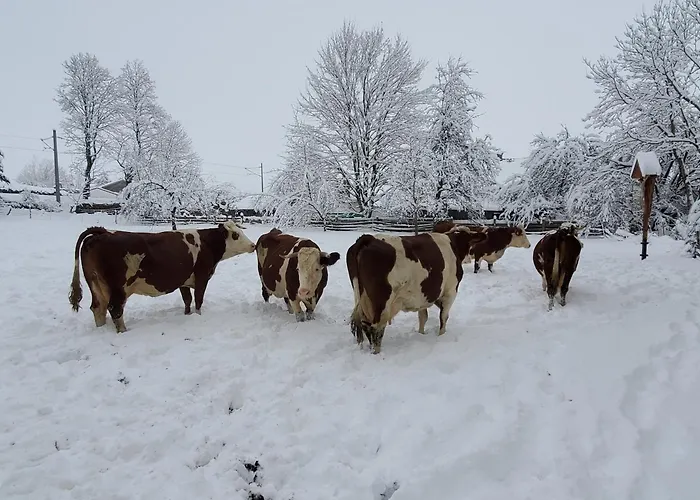 Biohof Dimper - Huehnernest Saulgrub