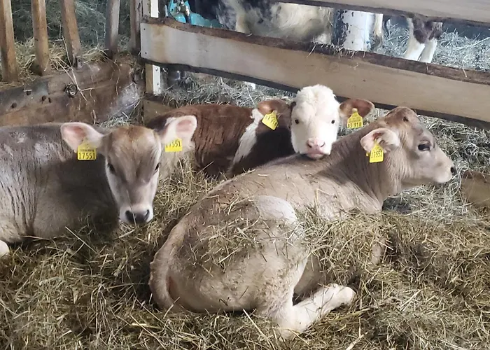 Biohof Dimper - Huehnernest