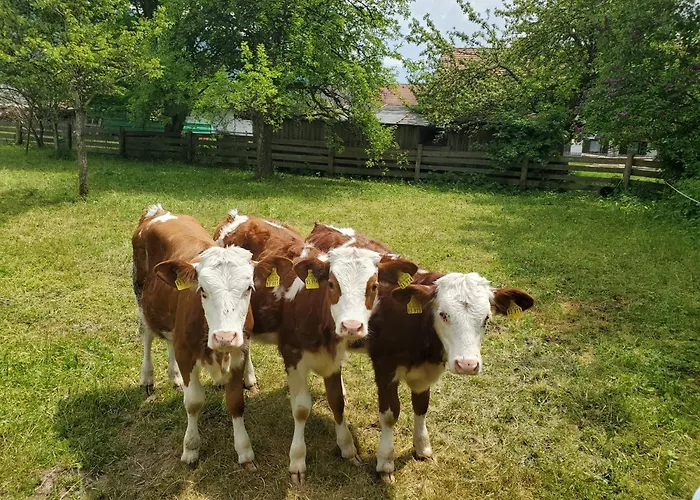 Biohof Dimper - Huehnernest